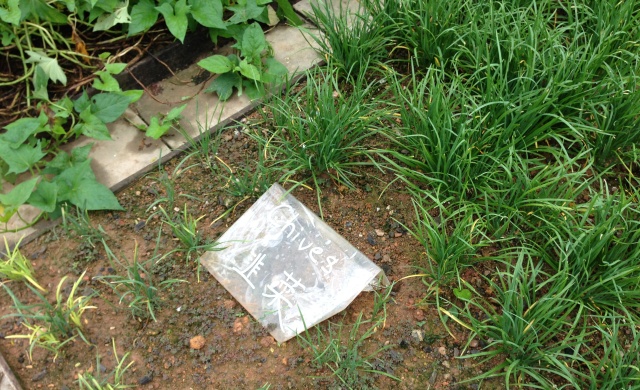 Chives at D’Kranji Farm Resort