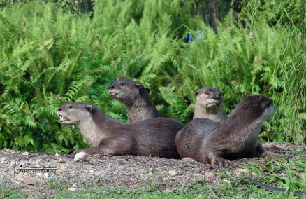 Photo credit: Fast Snail on Facebook