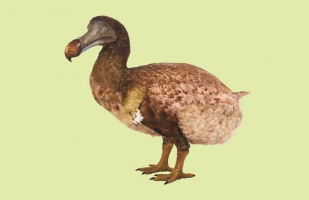 dodo_model.jpg