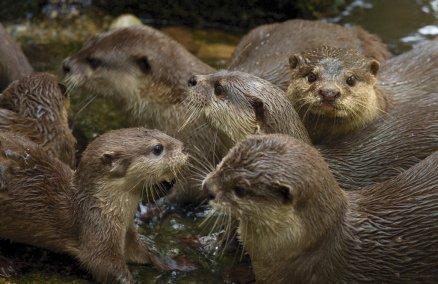 Photo credit: Chi King