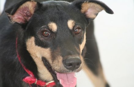 Asia for Animals (AFA) Conference 2014, Singapore