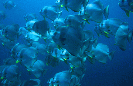 Diving at Cheval Blanc Randheli