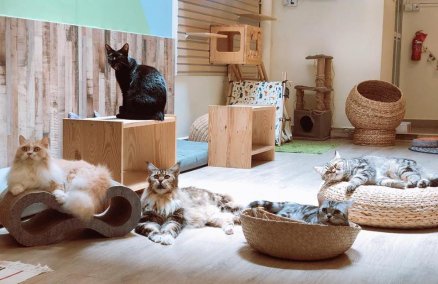 Meomi Cat Cafe 