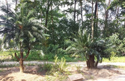 Coney Island. Photo credit: NParks