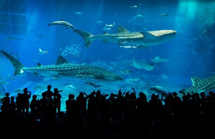 Photo by doctorho via Flickr