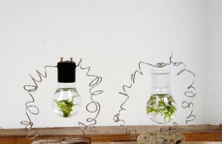 Bulb terrariums by Mossingisland