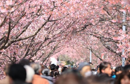 Cherry blossoms in Japan