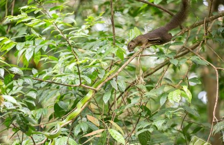 Photo by Marcus Ng via Love Our Macritchie Forest