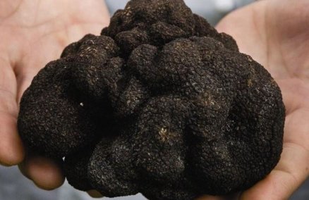 Merchants Truffle Wine Dinner - Perigord Truffle
