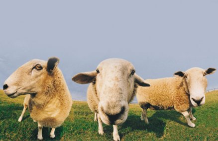 Dolly the cloned sheep