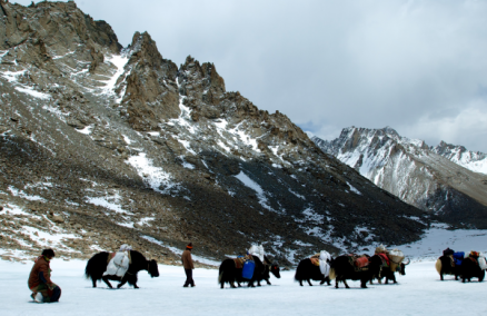 Pilgrims and yaks circumambulating Mt. Kailash; Photo Credit Cristy Elmendorp 