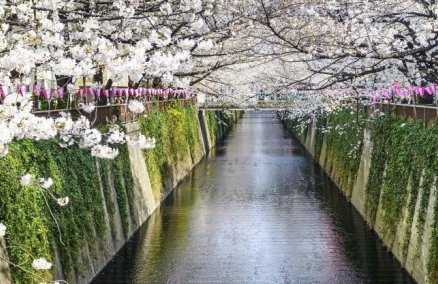 Sakura Japan. Photo credit: Skyscanner