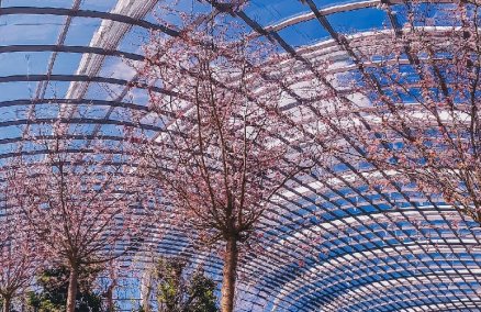 Gardens by the Bay Flower Dome