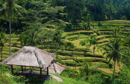 Tegallalang Rice Terraces. Photo credit: Peter Nijenhuis