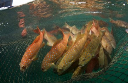 Coral trout [Photo credit: Jürgen Freund, WWF-Canon]