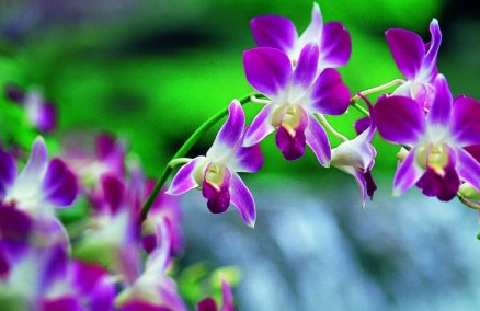 Singapore Botanic Gardens