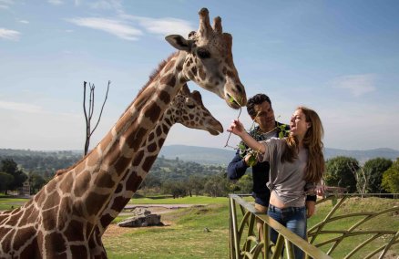 Enamorándome de Abril (Romancing April) 