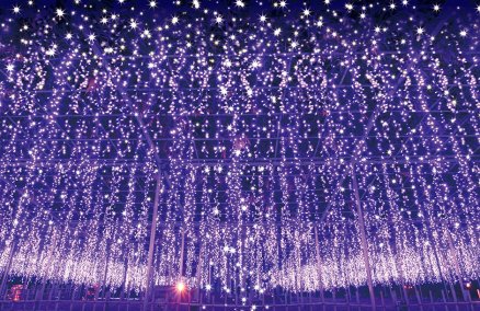 The “Miraculous Great Wisteria” at Ashikaga Flower Park