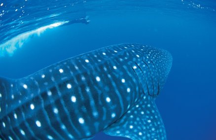 Swimming with whale sharks, credit: Tourism Western Australia