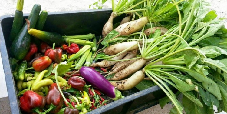 Photo Credit: Edible Garden City