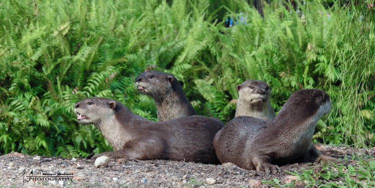 Photo credit: Fast Snail on Facebook