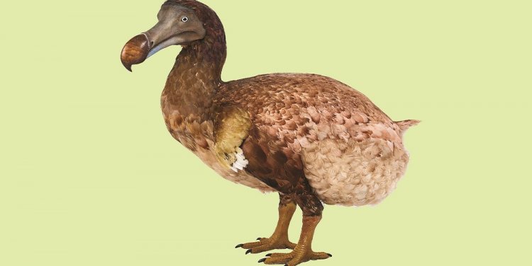 dodo_model.jpg