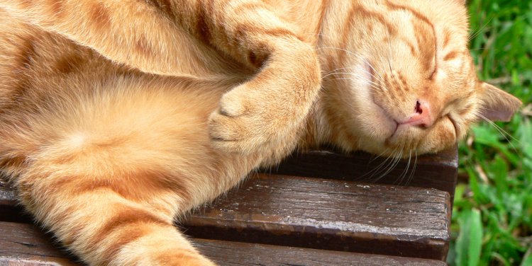 Photo credit: choo chin nian