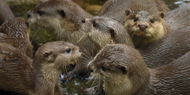 Photo credit: Chi King