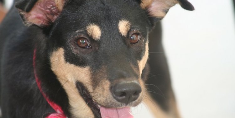 Asia for Animals (AFA) Conference 2014, Singapore