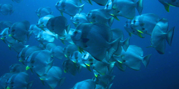 Diving at Cheval Blanc Randheli