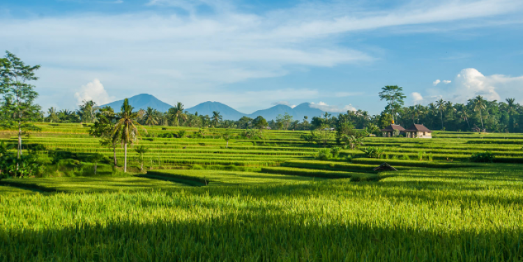 Campuhan Ridge; Photo Credit Sandra Desautels