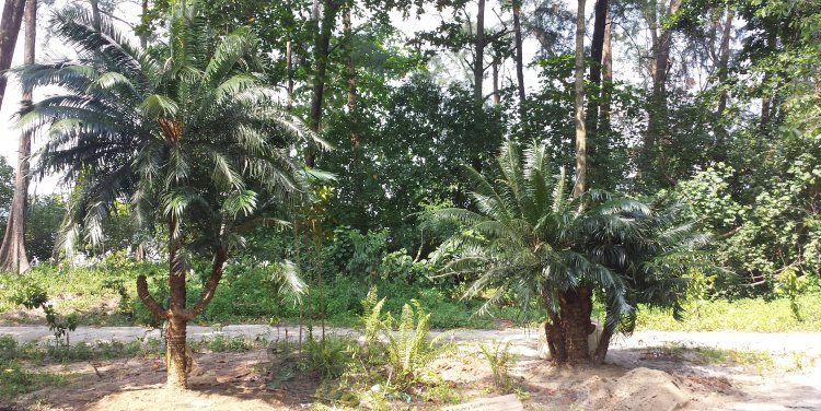 Coney Island. Photo credit: NParks