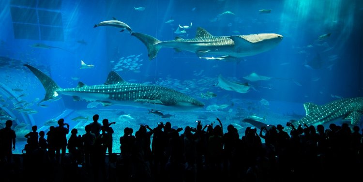 Photo by doctorho via Flickr