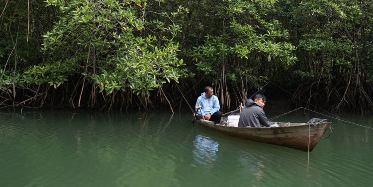 Mangrove forests at Sebung River