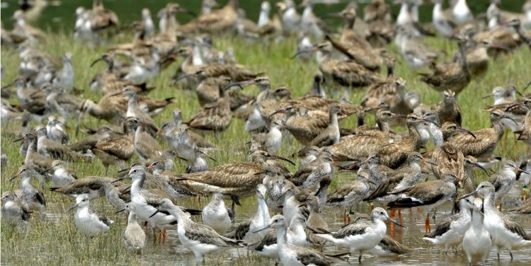 Sungei Buloh Wetlands