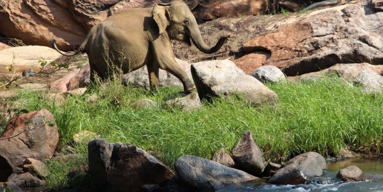 Sri Lanka carbon neutral tour