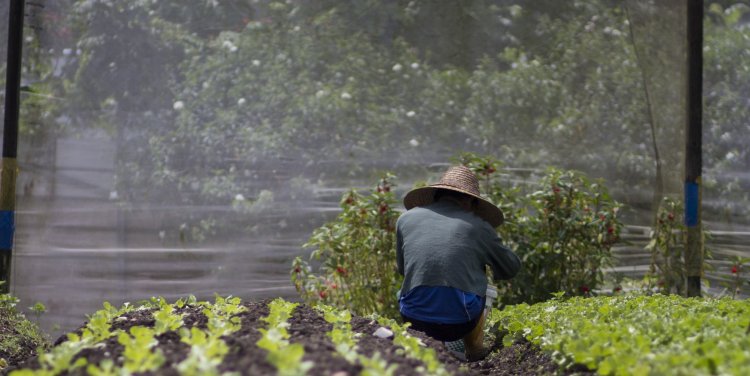 Quan Fa organic farm