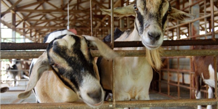 Photo credit: Julian Lim