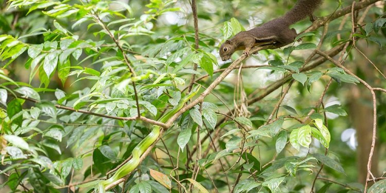 Photo by Marcus Ng via Love Our Macritchie Forest
