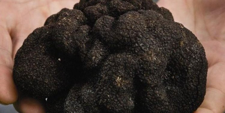 Merchants Truffle Wine Dinner - Perigord Truffle