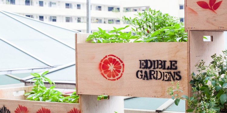 NÓNG by Edible Gardens