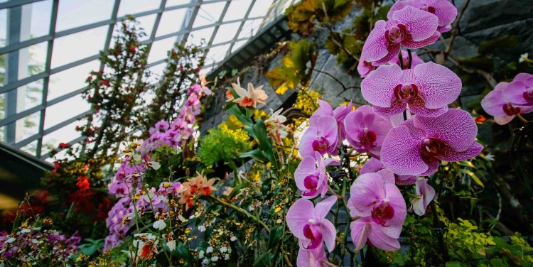 Flight of the Moth Orchid