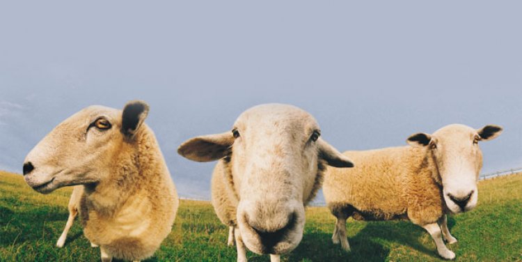 Dolly the cloned sheep
