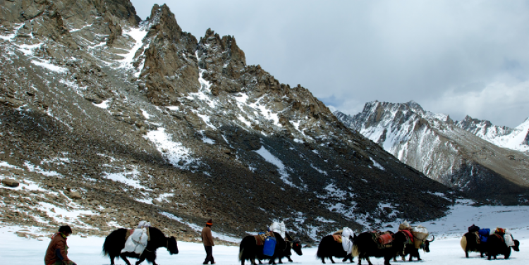 Pilgrims and yaks circumambulating Mt. Kailash; Photo Credit Cristy Elmendorp 