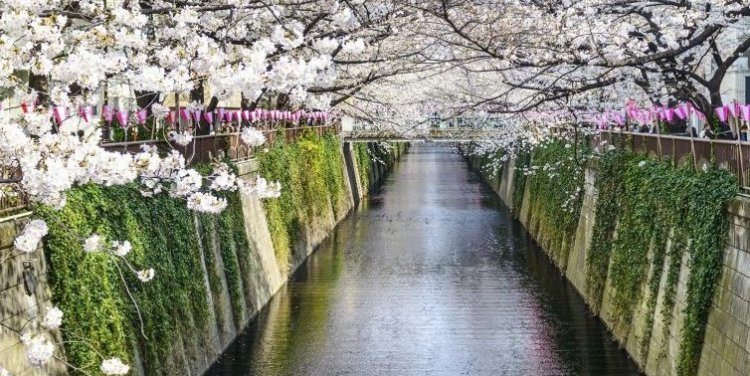 Sakura Japan. Photo credit: Skyscanner