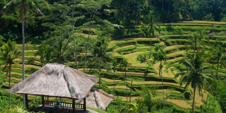 Tegallalang Rice Terraces. Photo credit: Peter Nijenhuis