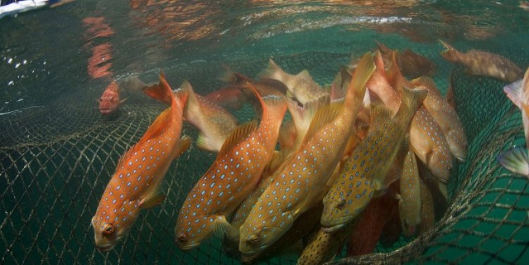 Coral trout [Photo credit: Jürgen Freund, WWF-Canon]