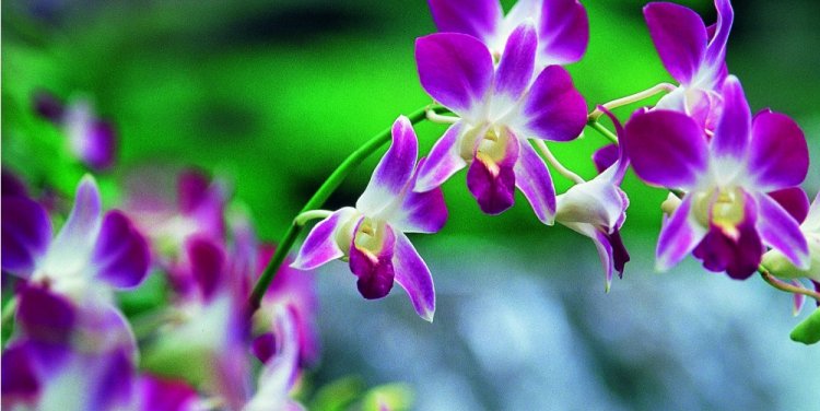 Singapore Botanic Gardens