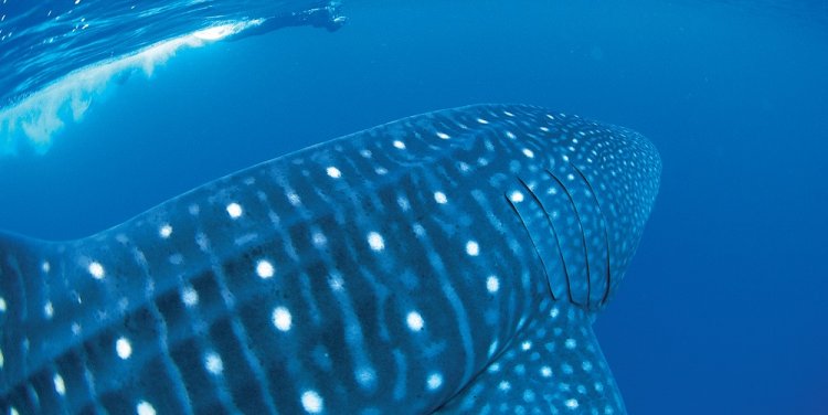 Swimming with whale sharks, credit: Tourism Western Australia