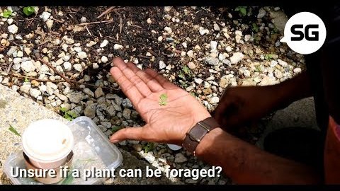 Embedded thumbnail for Foraging in the concrete jungle